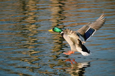 Bird flying over lake