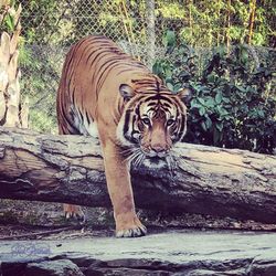 Tiger in a zoo