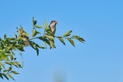 Sparrow on branch, copy space. little urban bird. sparrow bird wildlife. blue sky background