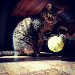 Cat playing with ball on table