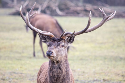 Portrait of deer on field