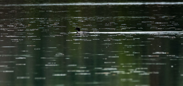 Ducks swimming in lake