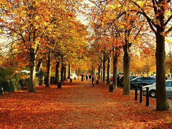 Trees in autumn