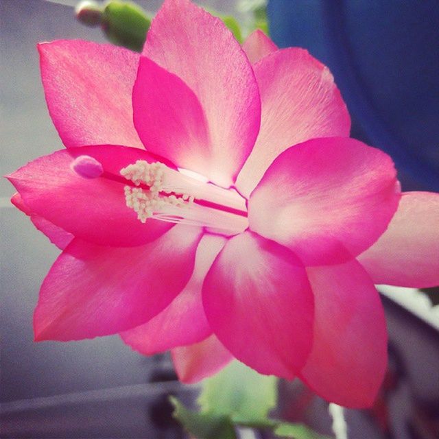flower, petal, flower head, fragility, freshness, pink color, close-up, beauty in nature, indoors, growth, focus on foreground, rose - flower, nature, plant, blooming, single flower, pink, no people, in bloom, day