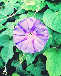 Close-up of purple flower blooming outdoors