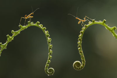 Close-up of insect on leaf