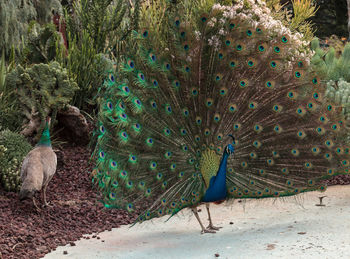 View of peacock