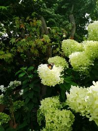 Close-up of white cat blooming on plant