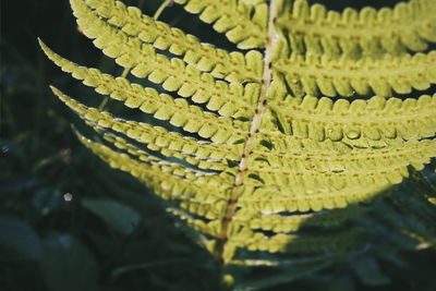 Full frame shot of leaves