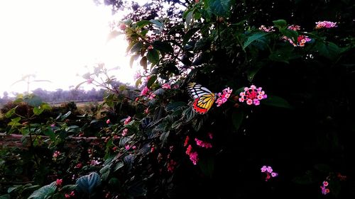 Low angle view of pink flowers