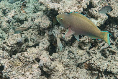 Fish swimming in sea