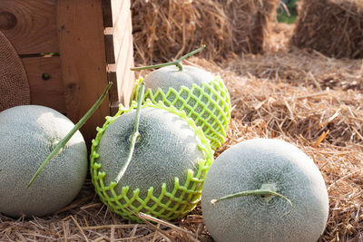 High angle view of ball and plants