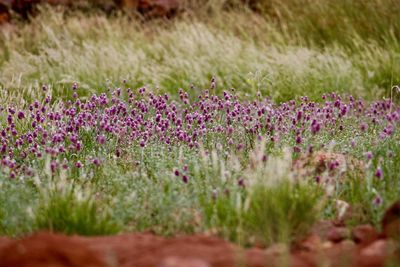 Purple flowering plants on field