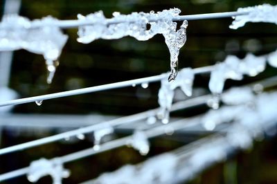 Close-up of icicles on snow