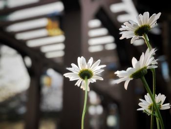 Close-up of white flowers blooming outdoors