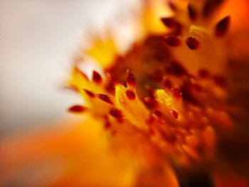 Close-up of yellow flower pollen