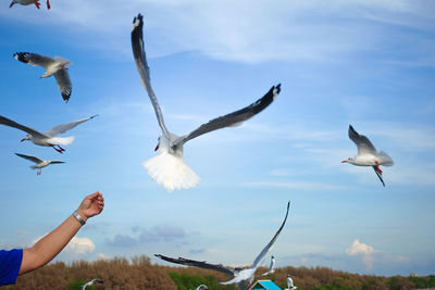 Low angle view of seagulls flying against sky