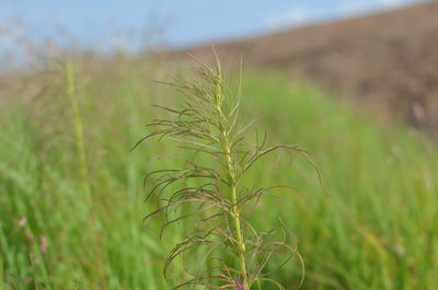 Close-up of wheat growing on field