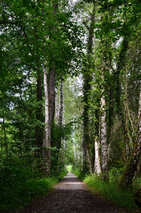 Footpath amidst trees in forest