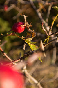 Close-up of berries on tree