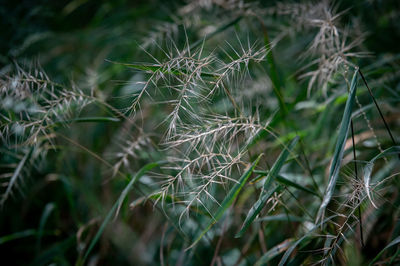 Close-up of fresh plants on field