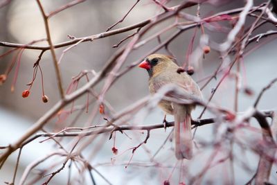 Cardinal perching on twig