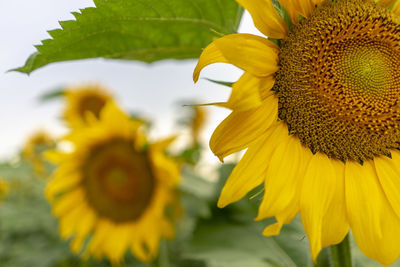 Close-up of yellow sunflower