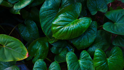 Full frame shot of green leaves