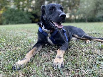 dog