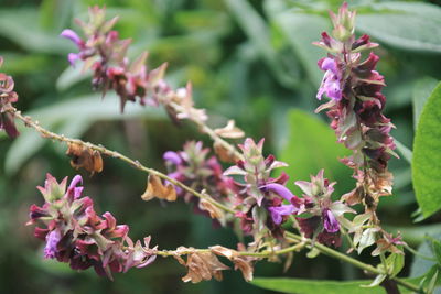 Close-up of pink flowering plant