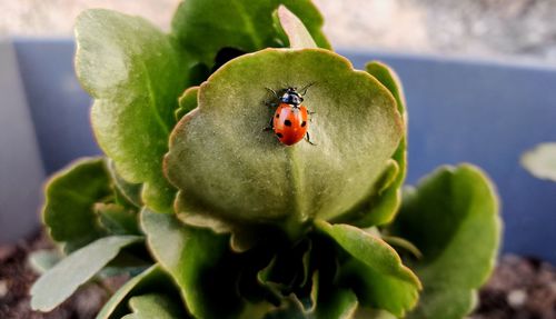 Close-up of ladybug on plant