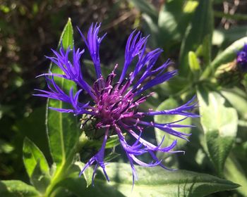 Close-up of purple flowers blooming outdoors