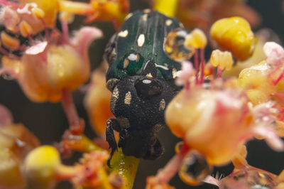 Close-up of bee on plant