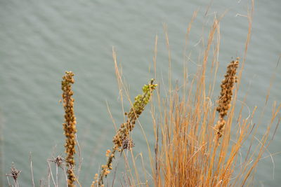 Close-up of stalks against calm sea