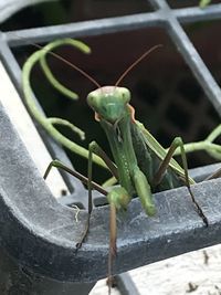 Close-up of insect on leaf