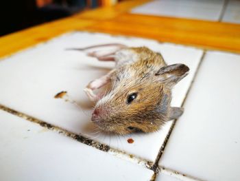 High angle close-up of rat lying on floor