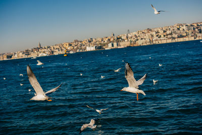 Seagulls flying over sea against sky