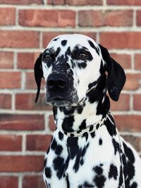 Close-up portrait of dalmatian