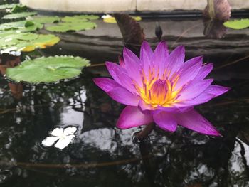 Close-up of lotus water lily in pond