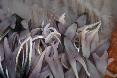Full frame shot of fish