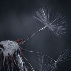 Close-up of insect on plant