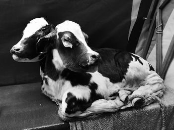 Close-up of dog resting at home