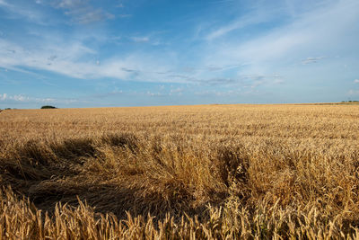 Scenic view of agricultural field against sky