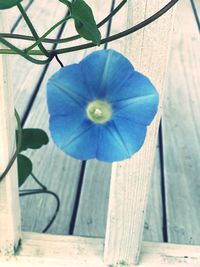 Close-up of flower on wood