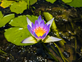 Close-up of lotus water lily in lake