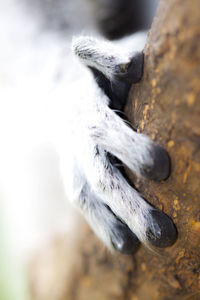 Close-up of lemur hand on tree trunk