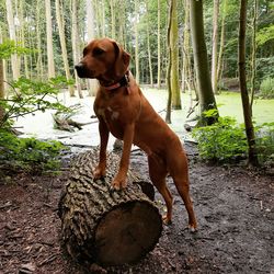 Dog on tree