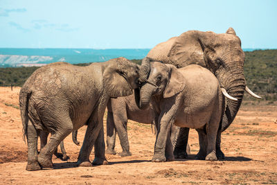 Elephant in a field