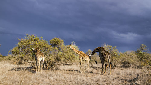 Giraffes on field against sky