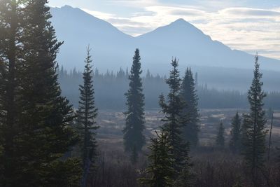 Trees growing on field against mountains